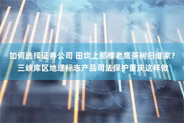 如何选择证券公司 田坎上那棵老鹰茶树归谁家？ 三峡库区地理标志产品司法保护重庆这样做
